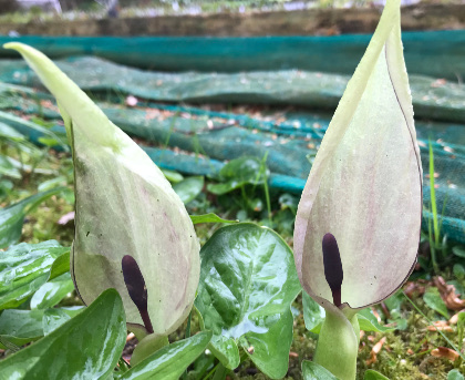 Arum maculatum 